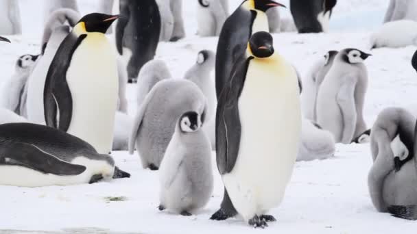 Kejsar Penguins med kycklingar på nära håll i Antarktis — Stockvideo