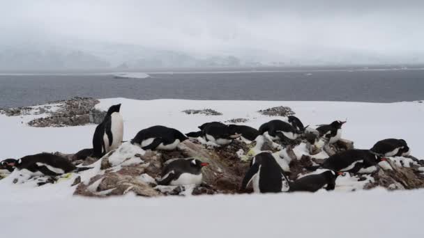 Gentoo Penguins procházka n higway v Antarktidě — Stock video