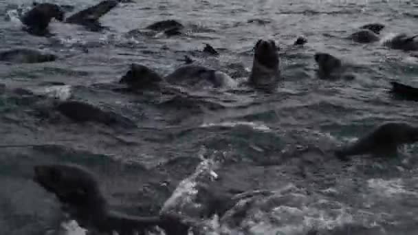 Antarctische pelsrobbenjongen van dichtbij in het water — Stockvideo