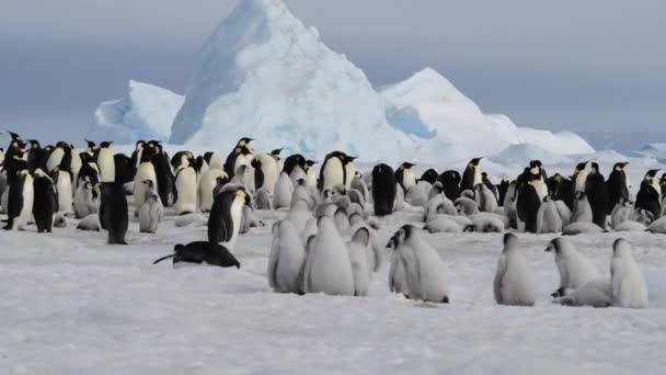 Emperador Pingüinos con polluelos de cerca en la Antártida — Vídeo de stock