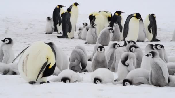 Emperador Pingüinos con polluelos de cerca en la Antártida — Vídeos de Stock