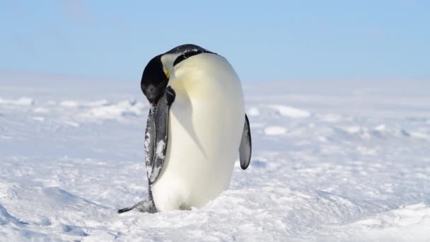 南極の雪の上のペンギン皇帝 — ストック動画