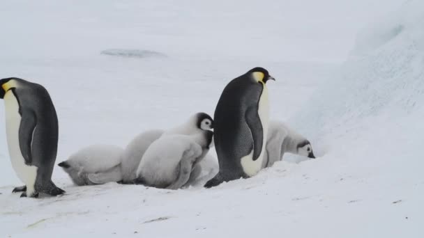 Emperador Pingüinos con polluelos de cerca en la Antártida — Vídeo de stock