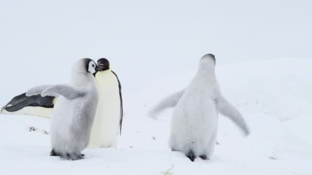 企鹅皇帝带着小鸡在南极洲 — 图库视频影像