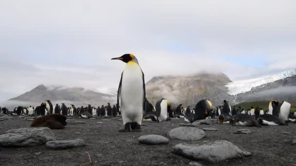 King Penguins sur la plage en Géorgie du Sud — Video