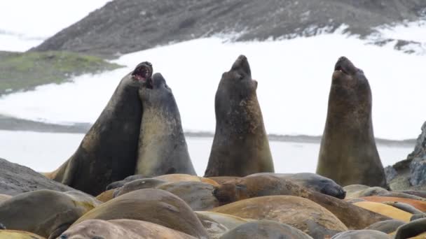 Elephant Seal close up in Antarctica — Stock Video