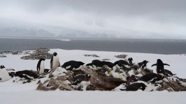 Pinguins Gentoo um pinguim Adelie na Antártida — Vídeo de Stock