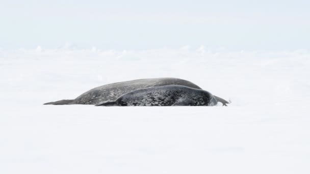 Weddell Seal with baby laying on the ice — Stock Video