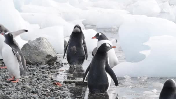 南极洲海滩上的基因企鹅 — 图库视频影像