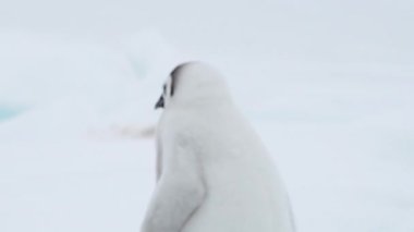 İmparator Penguen Antarktika 'da buzdaki yavrular