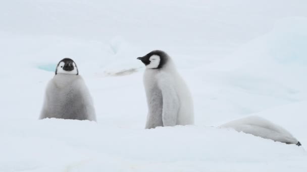 Kaisar penguin anak ayam di es di Antartika — Stok Video