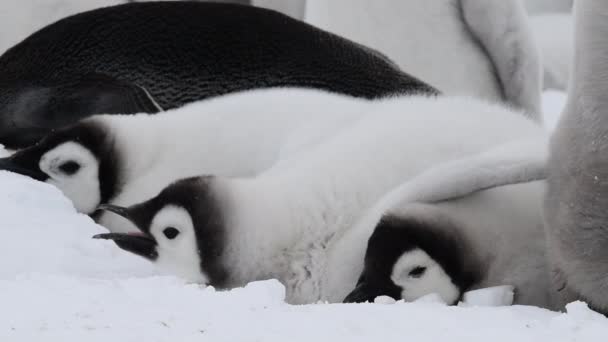 남극의 얼음 위에서 새끼를 낳는 펭귄 — 비디오