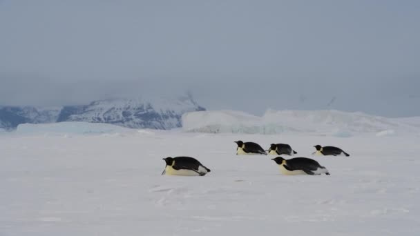 Pingüinos Emperadores en la nieve en la Antártida — Vídeo de stock