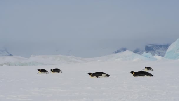 Imperador Pinguins na neve na Antártida — Vídeo de Stock