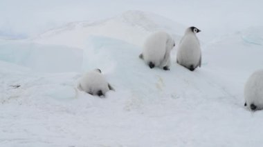 İmparator Penguen Antarktika 'da buzdaki yavrular