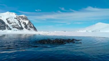 Gentoo Penguenleri Antarktika 'da suda