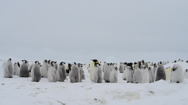 Emperador Pingüinos con polluelos de cerca en la Antártida — Vídeo de stock