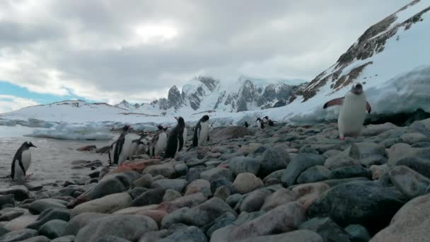 Antarktika sahilindeki Gentoo Penguenleri — Stok video