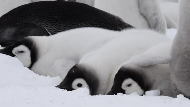 企鹅皇帝的小鸡在南极洲的冰上 — 图库视频影像