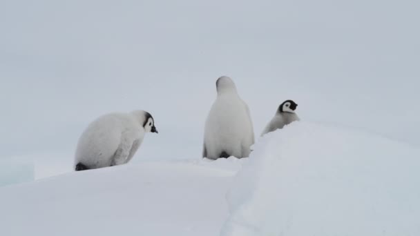 Emperador pingüinos polluelos en el hielo en la Antártida — Vídeo de stock
