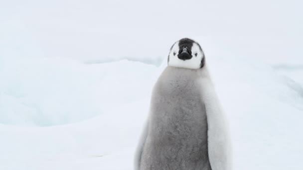 Pulcini pinguini imperatore sul ghiaccio in Antartide — Video Stock
