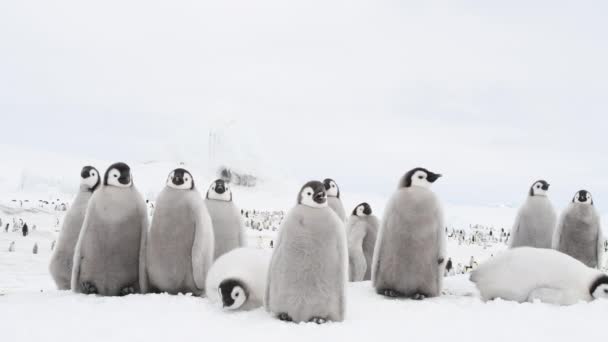 Pulcini pinguini imperatore sul ghiaccio in Antartide — Video Stock