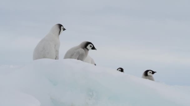 Pinguins Imperador pintos no gelo na Antártida — Vídeo de Stock