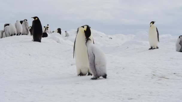 Imperatore Pinguini con pulcini da vicino in Antartide — Video Stock