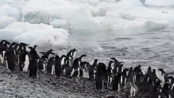 Pingüinos Adelie caminar a lo largo de la playa — Vídeo de stock