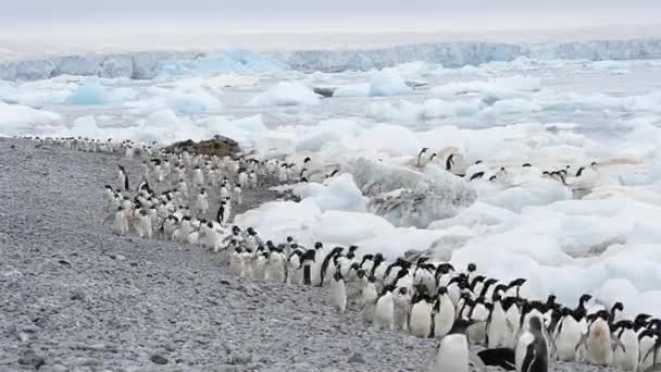 Pinguins Adelie caminham ao longo da praia — Vídeo de Stock