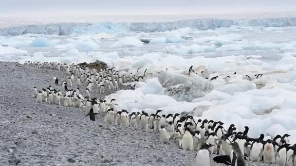 Adelie πιγκουίνοι με τα πόδια κατά μήκος της παραλίας — Αρχείο Βίντεο