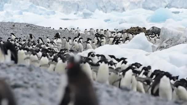Pinguins Adelie caminham ao longo da praia — Vídeo de Stock