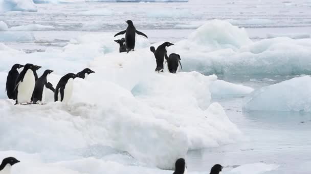 Pinguins Adelie caminham ao longo da praia — Vídeo de Stock