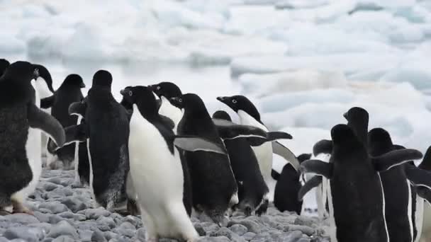 Pinguine spazieren am Strand entlang — Stockvideo