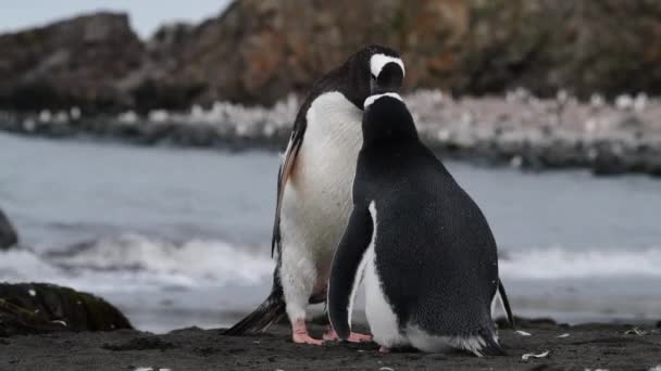 Gentoo Penguin fiddin chica en la Antártida — Vídeo de stock