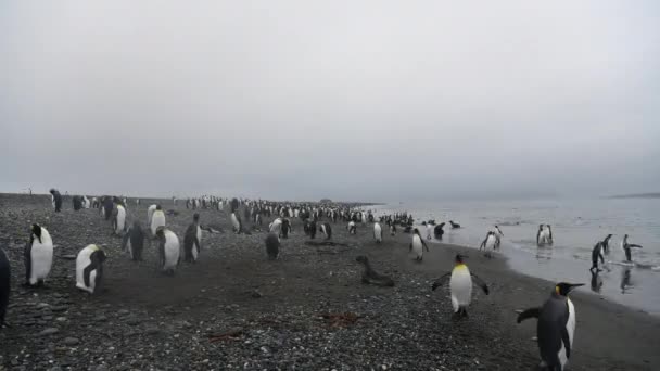 Tučňáci králové na pláži v Jižní Georgii — Stock video
