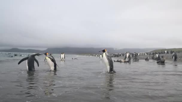 King Penguins en la playa en Georgia del Sur — Vídeo de stock