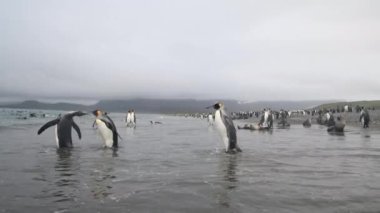 Güney Georgia sahillerindeki Kral Penguenler