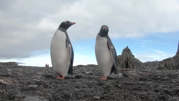 Gentoo Penguins en la playa en la Antártida — Vídeo de stock