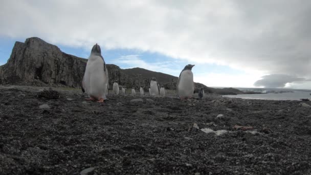 Gentoo tučňáci na pláži v Antarktidě — Stock video