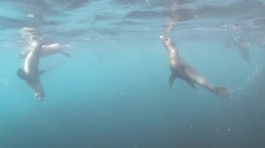 Antarktika kürk fokları suyun altında yavrularlar.