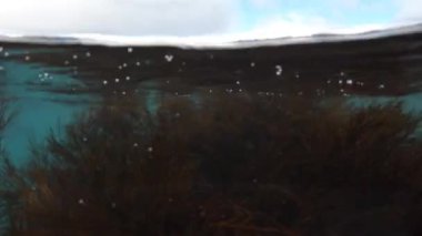 Güney Georgia 'da Kral Penguenler suyun altında.