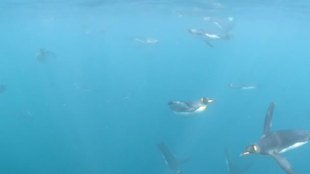 Король пингвинов под водой в Южной Джорджии — стоковое видео