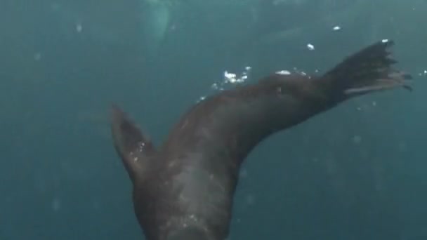 Antarktisk päls säl valp på nära håll under vatten — Stockvideo