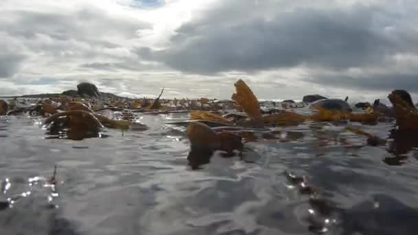 Antarctische pelsrobben van dichtbij onder water — Stockvideo