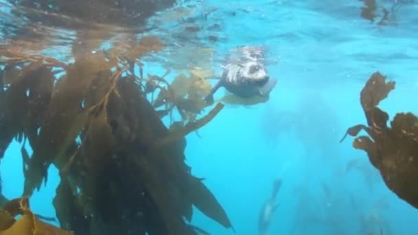 Antárctico pele focas filhote de perto sob a água — Vídeo de Stock