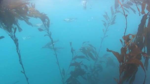 Король пингвинов под водой в Южной Джорджии — стоковое видео