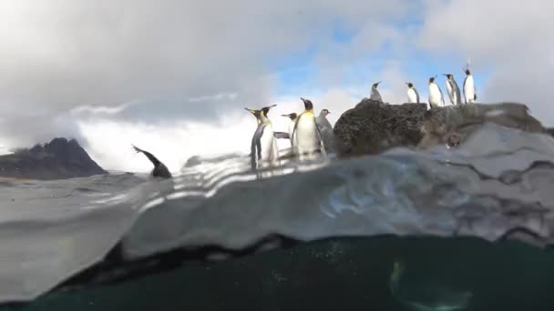 King Penguins κάτω από το νερό στη Νότια Γεωργία — Αρχείο Βίντεο