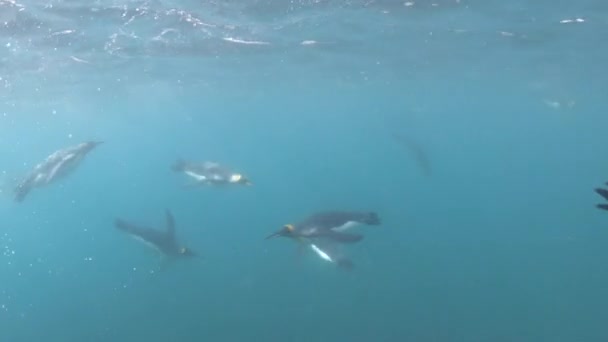 Tučňáci králové pod vodou v Jižní Georgii — Stock video