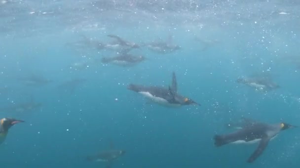 Король пінгвінів під водою у Південній Джорджії. — стокове відео